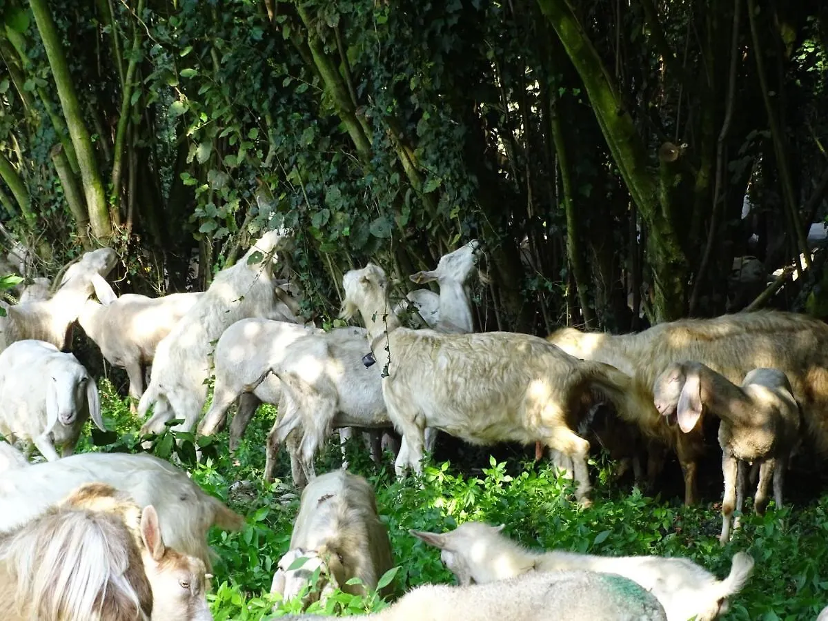 Farm stay Corte Isolo Goito  Italy